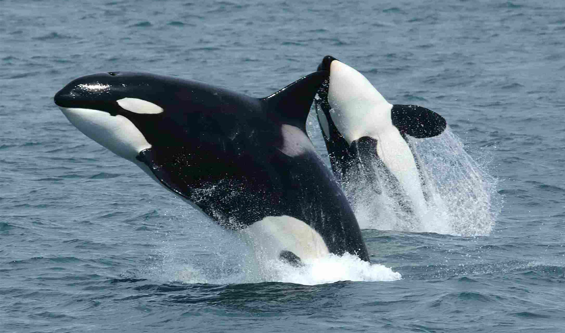 Orca facts, distribution & population BioDB